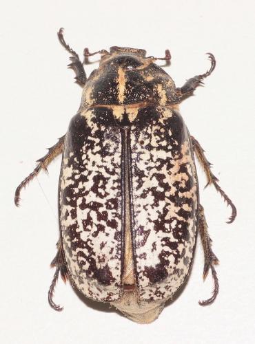 Polyphylla fullo